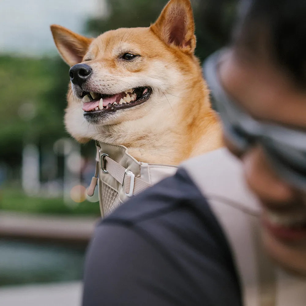 Hundetragetaschen Hunderucksäcke Hundefahrradtaschen - Urban Roaming