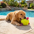 Schwimmendes Hundespielzeug Football mit Schlaufen