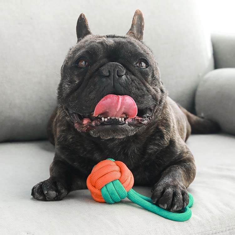 Knots Rope Tug Dog Toys - Color Clash