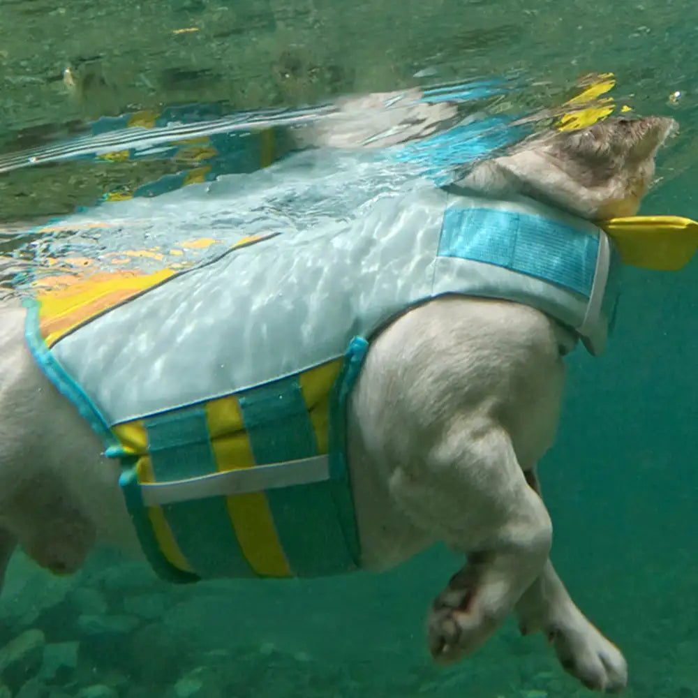 Stylische, farblich abgesetzte Hundeschwimmweste