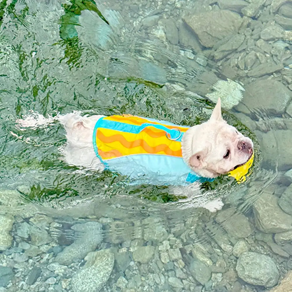 Stylische, farblich abgesetzte Hundeschwimmweste