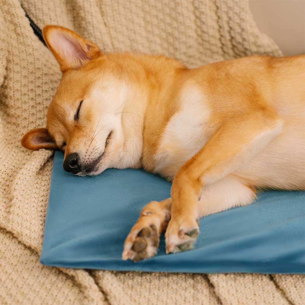 Electrical Pet Heated Pad - Waterproof＆Chewproof For Safe Warmth
